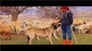 وظيفة راعي أغنام براتب 1178 دولارا تشعل التواصل الاجتماعي في الصين