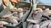 ضبط 1.5 طن أسماك فاسدة في كفر الشيخ واتخاذ الإجراءات القانونية