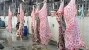 محافظ الدقهلية يطلق حملة صك الأضحية لذبح 150 رأسا في المجازر
