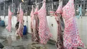 محافظ الدقهلية: ذبح 150 رأس ماشية بالمجازر ضمن حملة صك الأضحية