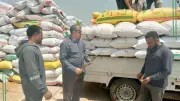 تموين الشرقية: استقبال 166 ألف طن من الأقماح المحلية حتى الآن