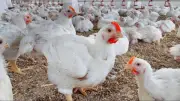 أسعار الدواجن اليوم الأحد 17 مايو 2026 قبل عيد الأضحى