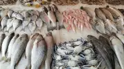 سعر السمك اليوم الأحد 17 مايو 2026: الجمبري يرتفع 35 جنيها والبلطي ينخفض
