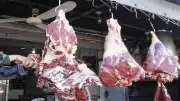 استقرار أسعار العجول واللحوم اليوم الأربعاء 20-5-2026 قبل عيد الأضحى