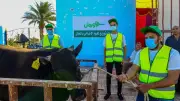 الأورمان توزع 2000 عجل بلدي ومليون كيلو لحوم في عيد الأضحى