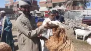أسعار الأضاحي في المنيا اليوم مع اقتراب عيد الأضحى 2026