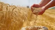 استراتيجية مصر لتحقيق الاكتفاء الذاتي من القمح بحلول 2028