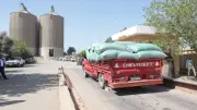 استلام 223.7 ألف طن قمح محلي بصوامع وشون بني سويف