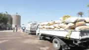 توريد 223.7 ألف طن قمح إلى صوامع بني سويف منذ بداية الموسم