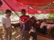 التموين تضخ 2300 رأس ماشية و669 طن لحوم مجمدة استعدادًا لعيد الأضحى