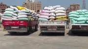 المنيا تسجل 235 ألف طن قمحًا في موسم التوريد 2026