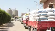 بني سويف: استلام 247 ألف طن قمح محلي منذ بداية الموسم