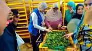 وقاية النباتات يُؤهل 25 سيدة ريفية لإدارة مشروعات إنتاج الحرير الطبيعي