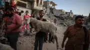 271 ألف جنيه للخروف.. أزمة الأضاحي تكشف كارثة الزراعة في غزة