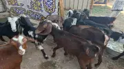29 مجزرًا حكوميًا بأسيوط تستقبل أضاحي الأهالي بالمجان في عيد الأضحى