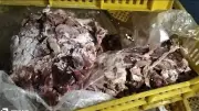 ضبط 3 أطنان لحوم ودواجن فاسدة قبل طرحها بالأسواق في بورسعيد