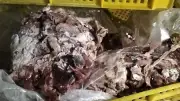 ضبط 3 أطنان لحوم ودواجن فاسدة قبل طرحها بأسواق بورسعيد