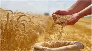 أسعار القمح المحلي والعالمي اليوم الأحد 3-5-2026.. تراجع طفيف في السوق المحلية