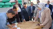 توريد 30 ألف طن قمح إلى صوامع المنوفية حتى الآن