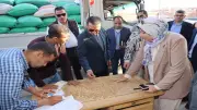 توريد 30 ألف طن من القمح إلى صوامع المنوفية منذ بداية الموسم