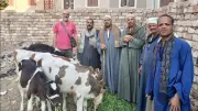 تحصين 35 ألف رأس ماشية في الأسبوع الثالث من الحملة القومية بأسيوط