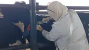 فحص 3594 رأس ماشية ضد البروسيلا و3274 ضد السل البقري بالشرقية