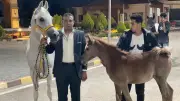 تصدير 36 جواداً مصرياً إلى الأردن في شحنة جديدة عالية الجودة