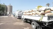 محافظ البحيرة: توريد 362 ألف طن قمح محلي بارتفاع متواصل