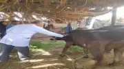تحصين 37 ألف رأس ماشية ضد الحمى القلاعية والوادي المتصدع في المنيا