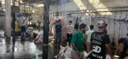 محافظ الجيزة: ذبح 4300 أضحية بالمجازر الحكومية في أول 3 أيام من العيد