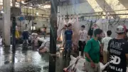 ذبح 4300 أضحية في مجازر الجيزة الحكومية خلال عيد الأضحى