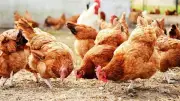 انخفاض أسعار الفراخ اليوم الثلاثاء 5 مايو 2026 في الأسواق