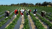غرامات تصل لـ5 ملايين جنيه.. القانون يواجه البناء المخالف على الأراضي الزراعية