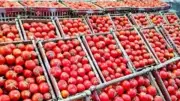 5 أسباب وراء ارتفاع الطماطم لـ70 جنيهاً للكيلو في الأسواق
