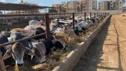 5.8 مليون جرعة تحصينية في حملة قومية ضد الحمى القلاعية والوادي المتصدع