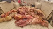 ضبط 594 كيلو لحوم بأختام مزورة في سوهاج قبل عيد الأضحى