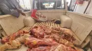 ضبط 594 كجم لحوم بأختام مزورة وتحرير 60 محضر مخالفة للمخابز في سوهاج