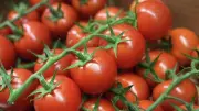 أحمد موسى يصف الطماطم بالمجنونة بعد وصول سعر الكيلو لـ60 جنيهاً