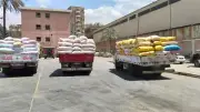 توريد 64 ألف طن قمح لشون وصوامع البحيرة في آخر إحصاء