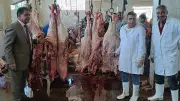 نحر 66 عجلًا بالأقصر وتوزيع لحوم على 13200 أسرة في ثاني أيام العيد