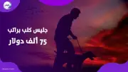 جليس لكلب بـ75 ألف دولار.. أغرب وظيفة براتب خرافي