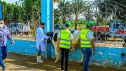 الغربية: توزيع 75 ألف كيلو لحوم و75 عجل بلدي على الأسر الأولى بالرعاية خلال عيد الأضحى