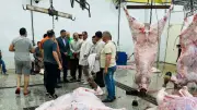 الزراعة تعلن ذبح 7681 أضحية بالمجازر الحكومية مجانا للمواطنين