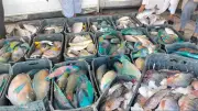 أسعار السمك في سوق الغردقة اليوم الجمعة 8 مايو 2026