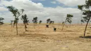 التنمية المحلية تبدأ تشجير الطريق الدائري بزراعة 875 شجرة في المرحلة الأولى