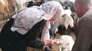 تحصين 89 ألف رأس ماشية ضد الحمى القلاعية وحمى الوادي المتصدع بالمنيا