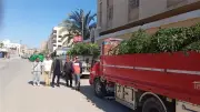الفيوم تتسلم 9985 شتلة ضمن مبادرة 100 مليون شجرة لغرسها بالمدارس ومراكز الشباب