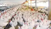خبراء يردون على شائعة هرمونات الدواجن ويؤكدون سلامتها