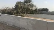 سقوط شجرة على أسلاك كهرباء بطريق نقيطة بالمنصورة يعطل الحركة