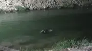 الإنقاذ النهري يواصل البحث عن طفل غرق في ترعة كوم أمبو بأسوان